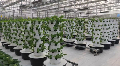 Κίνα Jilin C-More Farming Technology Limited