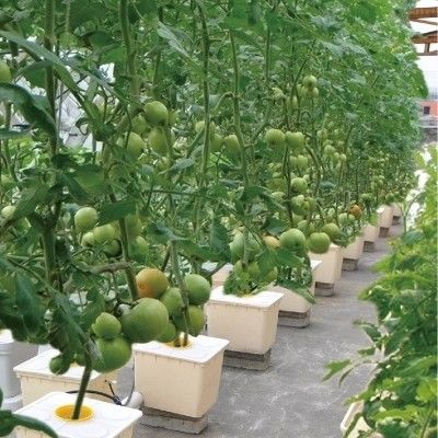 Ολλανδική υδροπονική με κουβά για την καλλιέργεια γεωργικών καλλιεργειών σε θερμοκήπια