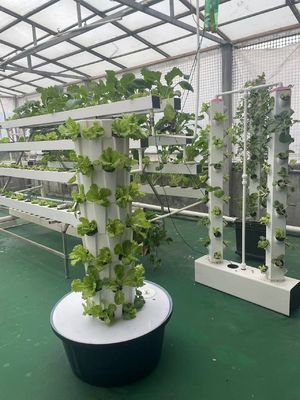 Βαλκόνι Αεροπονικοί αυξανόμενοι πύργοι Υδροπονική κάθετα συστήματα κήπου Υδροπονικά συστήματα εσωτερικού χώρου Φύτευση ανανάς Τύπος κάθετος