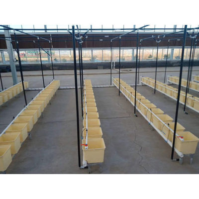Μαύρο Multi_span θερμοκηπίου Grow Box Dutch Bato Bucket Υδροπονικό σύστημα Dutch Bucket