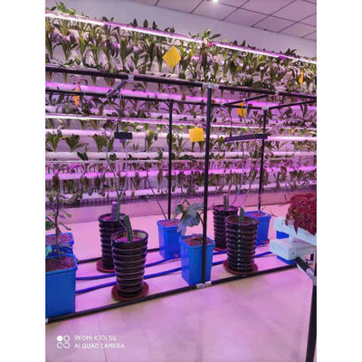 Μαύρο Multi_span θερμοκηπίου Grow Box Dutch Bato Bucket Υδροπονικό σύστημα Dutch Bucket