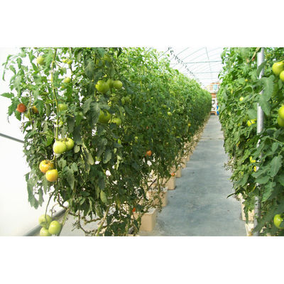 Μαύρο Multi_span θερμοκηπίου Grow Box Dutch Bato Bucket Υδροπονικό σύστημα Dutch Bucket