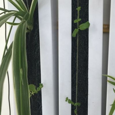 Ζιπγκρόου υδροπονική κάθετη γεωργία Towergarden εύκολη στη λειτουργία