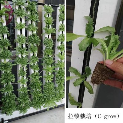 Skyplant Προσαρμοσμένα συστήματα υδροπονικής καλλιέργειας NFT κάθετου ελέγχου κλίματος